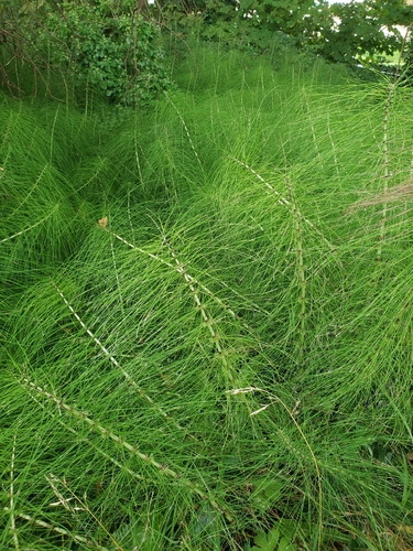 great horsetail