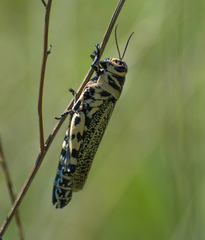 Diponthus argentinus