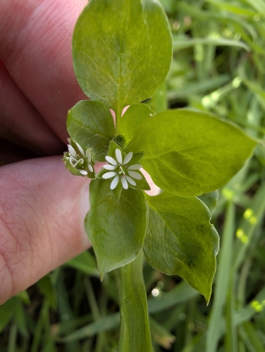 common chickweed