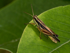 Dichroplus elongatus