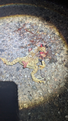 Woodhouse's Toad