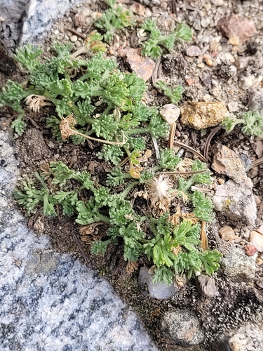 Erigeron compositus, photograph 6