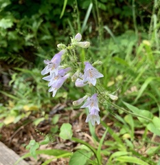 Penstemon laevigatus