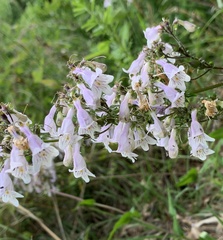 Penstemon laevigatus