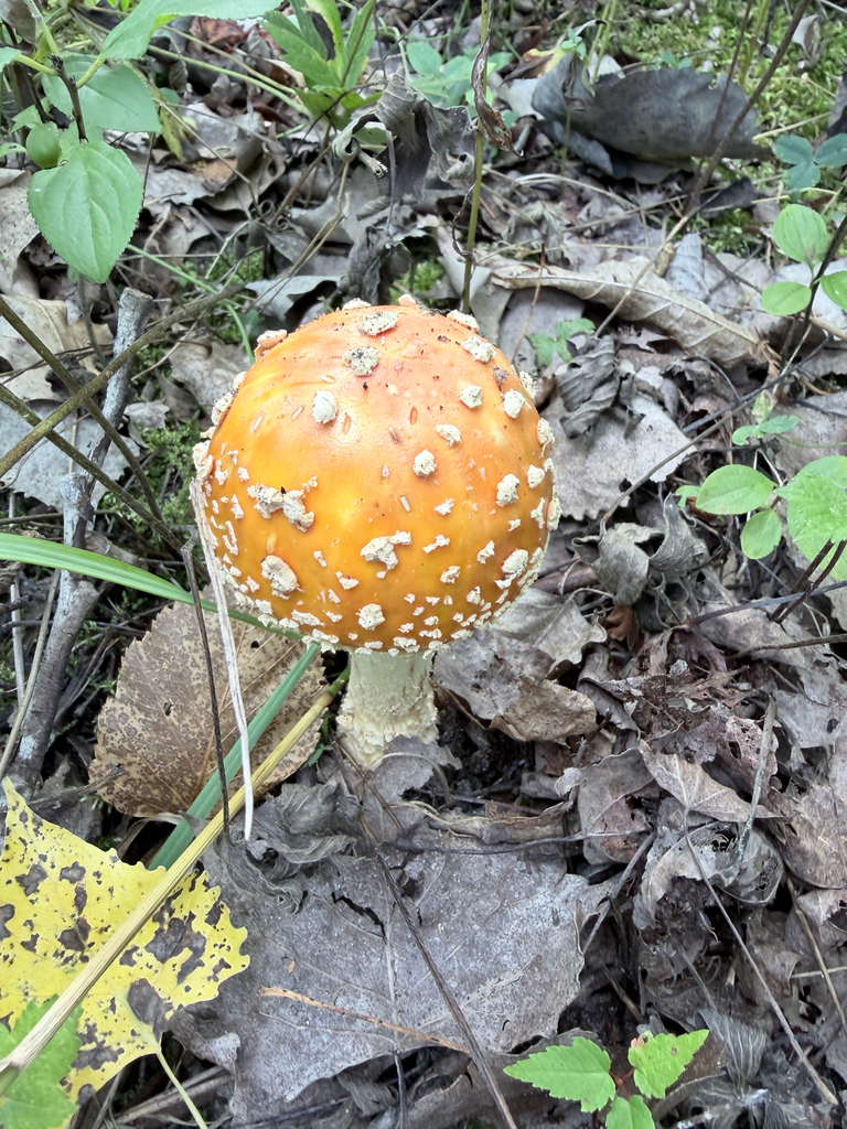 American Yellow Fly Agaric · September 2026 · photo: Photo: (c) Erica Tava Johnson, some rights reserved (CC BY) · iNaturalist