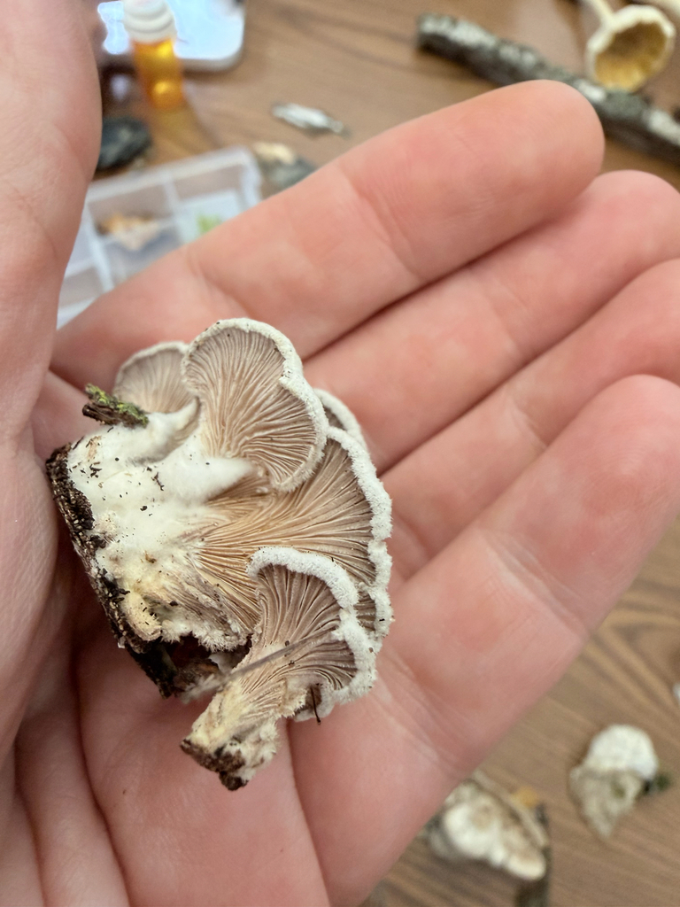 splitgill mushroom · September 2026 · photo: Photo: (c) Erica Tava Johnson, some rights reserved (CC BY) · iNaturalist