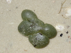 Dictyosphaeria cavernosa