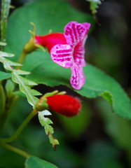 Kohleria huilensis