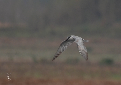 iNaturalist image