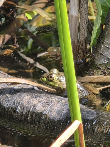Green Frog