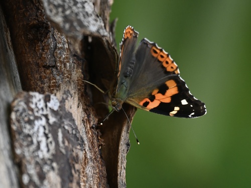 Indian Red Admiral