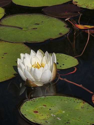 American white waterlily