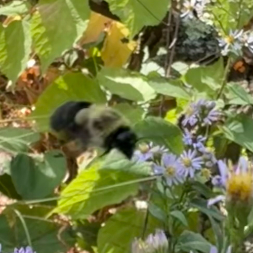 Common Eastern Bumble Bee