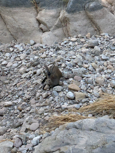 Iberian Ibex