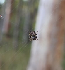 Araneus rotundulus