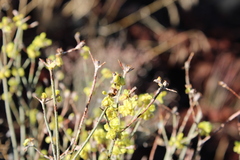 Eriogonum strictum