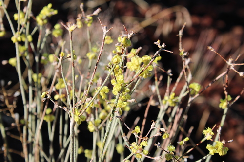 Eriogonum strictum, photograph 1