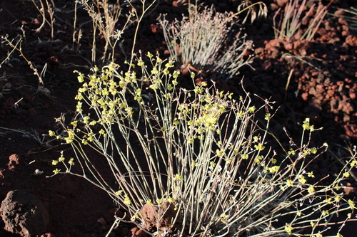 Eriogonum strictum, photograph 2