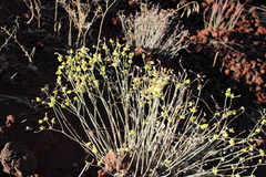 Eriogonum strictum, photograph (c) Aden Sommerville, some rights reserved (CC BY)