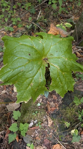 Diphylleia cymosa observed 2026-09-06