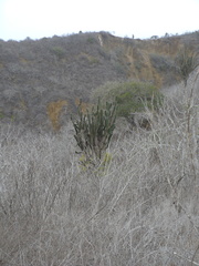 Armatocereus cartwrightianus