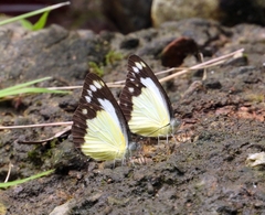 Cepora perimale scyllara