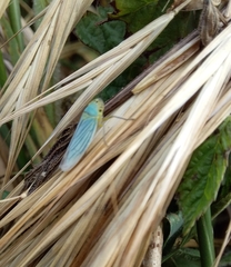 Cicadella