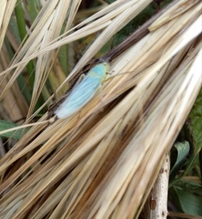 Cicadella