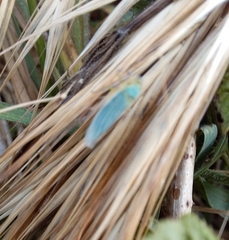 Cicadella