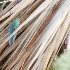 Cicadella