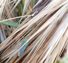 Cicadella