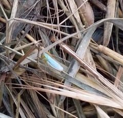 Cicadella