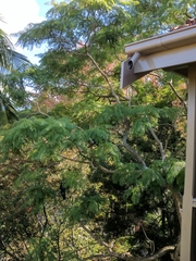 Jacaranda acutifolia