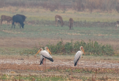 iNaturalist image