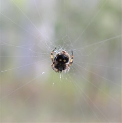 Araneus rotundulus