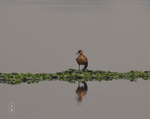 iNaturalist: (c) joanoutside, some rights reserved (CC BY-NC), uploaded by joanoutside iNaturalist image