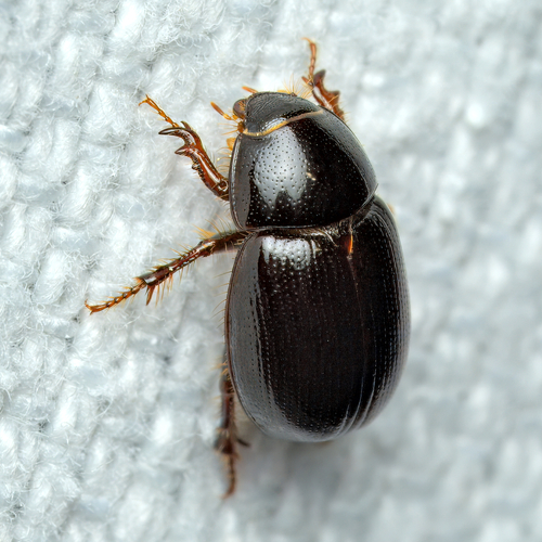 Illiger's Scavenger Scarab