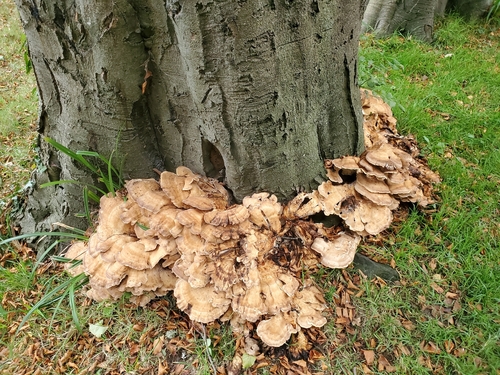 Giant Polypore