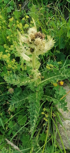 Cirsium spinosissimum, photograph 4