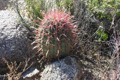 Ferocactus gracilis