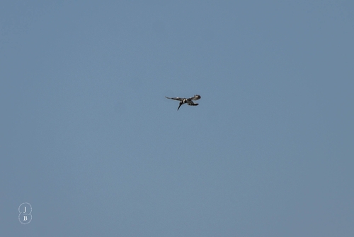 iNaturalist image
