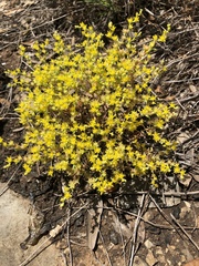Sedum nuttallii