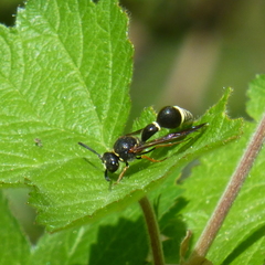 Eumenes consobrinus