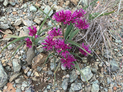 Allium falcifolium