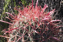 Ferocactus gracilis