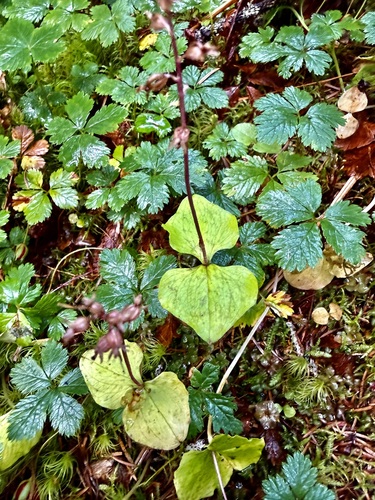 Heartleaf Twayblade