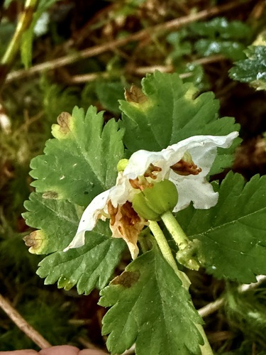One-flowered Wintergreen