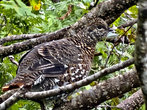Spruce Grouse