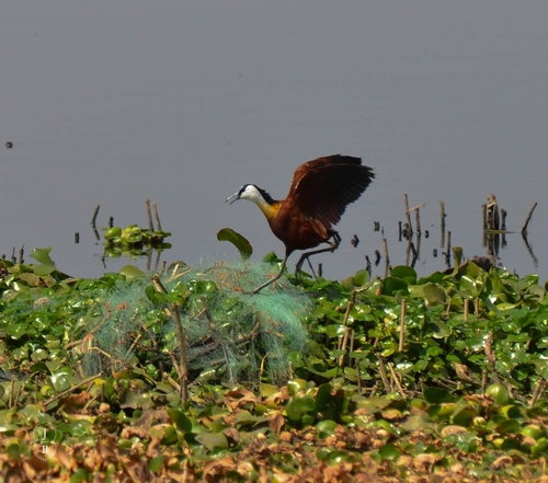 iNaturalist image
