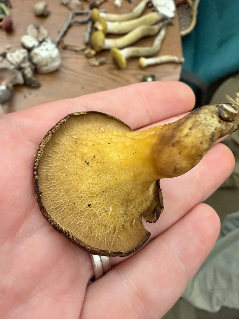 ash-tree bolete · September 2026 · photo: Photo: (c) Erica Tava Johnson, some rights reserved (CC BY) · iNaturalist